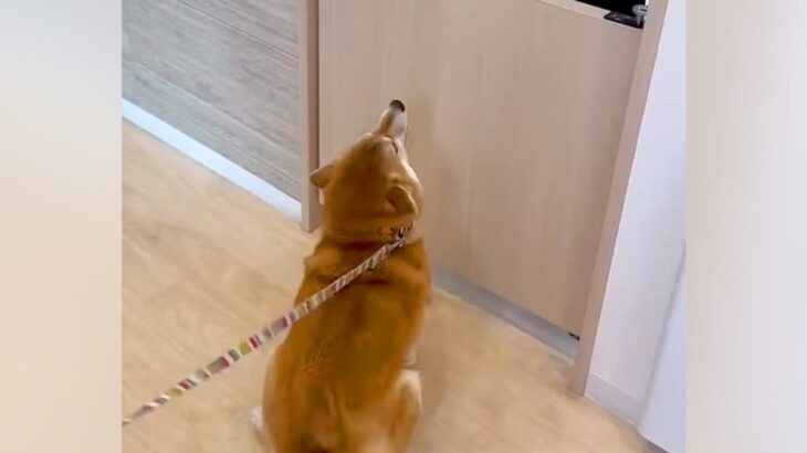 『大好きな動物病院のお姉さん』に名前を呼ばれた犬→大興奮して…家族でさえ見たことがない『尊すぎる表情』が237万再生「可愛いｗ」と絶賛(ブログ)