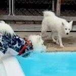 久しぶりのプールでウキウキの大型犬→飛び込む場所を決めた結果…『思わず声が出てしまう光景』に「笑ったｗｗ」「思い違いってあるよね」の声(ブログ)