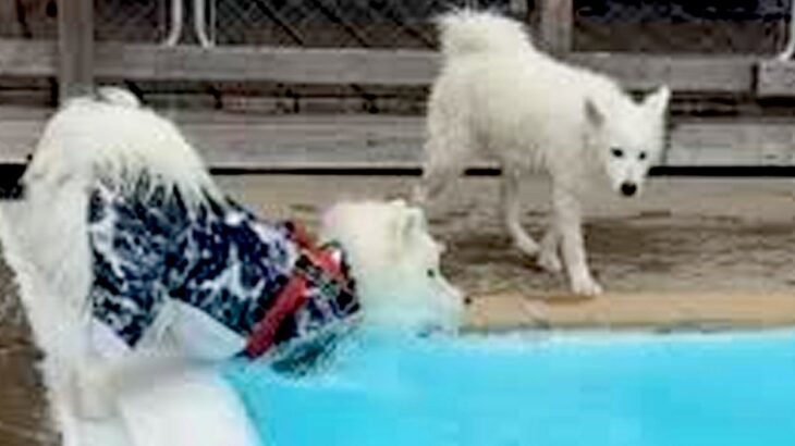 久しぶりのプールでウキウキの大型犬→飛び込む場所を決めた結果…『思わず声が出てしまう光景』に「笑ったｗｗ」「思い違いってあるよね」の声(ブログ)