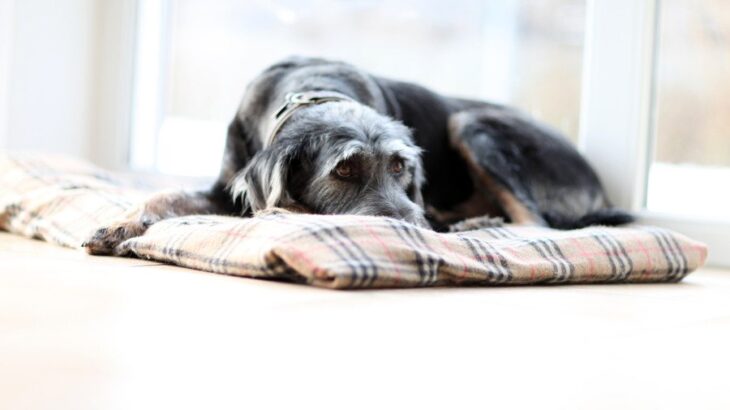 下痢が出ていないのに腸が悪いことがある？！犬のタンパク喪失性腸症（PLE）について【獣医が解説】(ブログ)