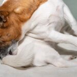 犬が『ストレス』を感じすぎるとどうなる？愛犬に及ぼすリスクや発散するための解消法とは(ブログ)