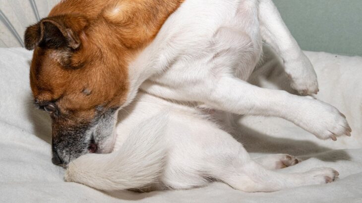 犬が『ストレス』を感じすぎるとどうなる？愛犬に及ぼすリスクや発散するための解消法とは(ブログ)