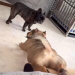 変な体勢でベッドから滑り落ちる犬→同居犬の冷ややかな目線に気づいた結果…まさかの『理解不能な行動』に「しなやかで草」「くせになるｗ」の声(ブログ)