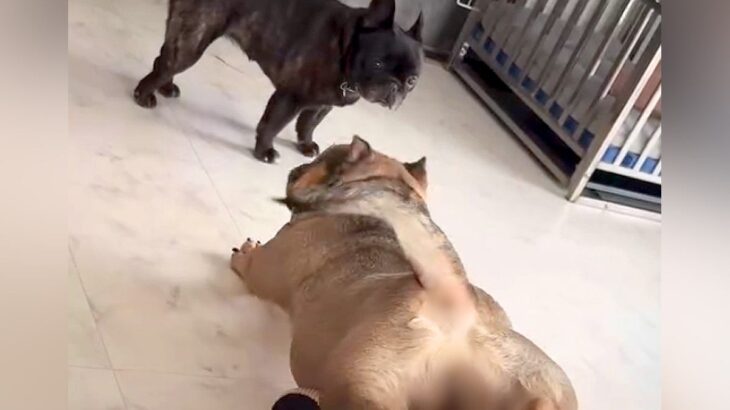 変な体勢でベッドから滑り落ちる犬→同居犬の冷ややかな目線に気づいた結果…まさかの『理解不能な行動』に「しなやかで草」「くせになるｗ」の声(ブログ)