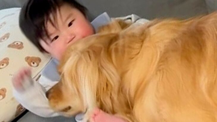 赤ちゃんと大型犬を『１ヶ月間隠し撮りした』結果…驚くほど『密着レベルが高い光景』に思わずホッコリすると9万再生(ブログ)