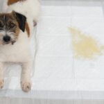 犬の『排泄物』からわかる体調のコンディションとは？ウンチやおしっこの状態で見るべきポイントまで(ブログ)