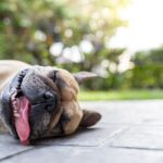 犬が『暑さを感じている』ときにみせるサイン5選　命を落とす可能性のある危険な症状とは(ブログ)
