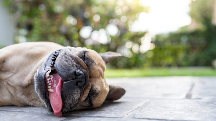 犬が『暑さを感じている』ときにみせるサイン5選　命を落とす可能性のある危険な症状とは(ブログ)