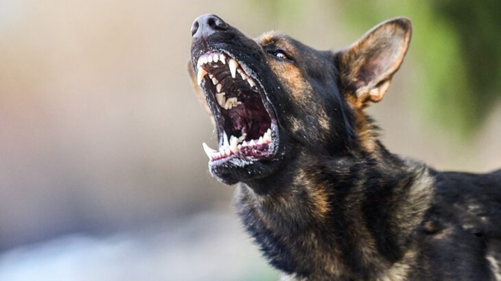 犬から人にうつる『共通感染症』とは？命に関わる可能性も…主な症状や予防法を解説(ブログ)