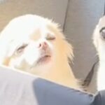 車に乗る2匹の小型犬→ドライブ中、ふと振り返ると…まるで天使？『尊すぎる光景』が143万再生「消えそうなくらいポワポワしてる…」と悶絶(ブログ)