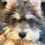 『売れ残ったら、交配犬にする』と言われた犬→『ただ幸せな子になってほしい』家族の決意に称賛の声「幸せになれること間違いなし」「運命」(ブログ)