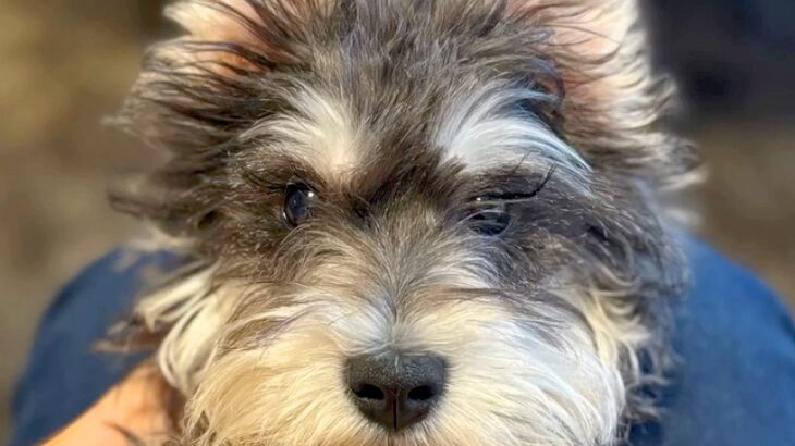 『売れ残ったら、交配犬にする』と言われた犬→『ただ幸せな子になってほしい』家族の決意に称賛の声「幸せになれること間違いなし」「運命」(ブログ)