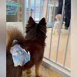 『1ヶ月以上、シェルターで…』100頭近くの仲間を見送ってきた保護犬→1本の連絡があり…『現在の姿』に涙「待ってたんだ」「幸せに」と反響(ブログ)