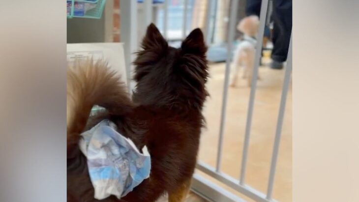 『1ヶ月以上、シェルターで…』100頭近くの仲間を見送ってきた保護犬→1本の連絡があり…『現在の姿』に涙「待ってたんだ」「幸せに」と反響(ブログ)