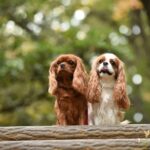 『初心者が飼いやすい』犬種5選　しつけがしやすいワンコの特徴や注意点まで解説(ブログ)