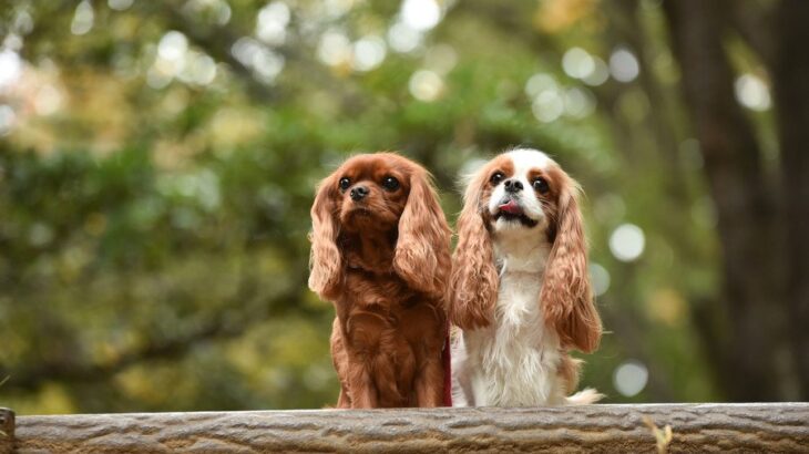 『初心者が飼いやすい』犬種5選　しつけがしやすいワンコの特徴や注意点まで解説(ブログ)