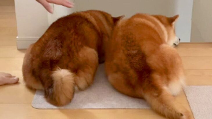 掃除機をかけていたら『２匹の犬』がジャマしてきて…可愛いけど全く捗らない様子が12万再生「びくともしないｗ」「ダブルバリケード」の声(ブログ)
