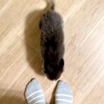 『構ってほしそうな赤ちゃん犬が歩いてきた』と思ったら、次の瞬間…悶絶必至な『反則すぎる光景』が12万再生「可愛い…」「全てが愛おしい」(ブログ)