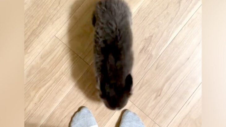 『構ってほしそうな赤ちゃん犬が歩いてきた』と思ったら、次の瞬間…悶絶必至な『反則すぎる光景』が12万再生「可愛い…」「全てが愛おしい」(ブログ)