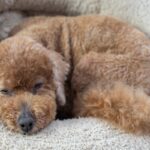 犬が『拗ねてしまう』４つの原因　愛犬がいじける心理から飼い主ができる対処法まで(ブログ)