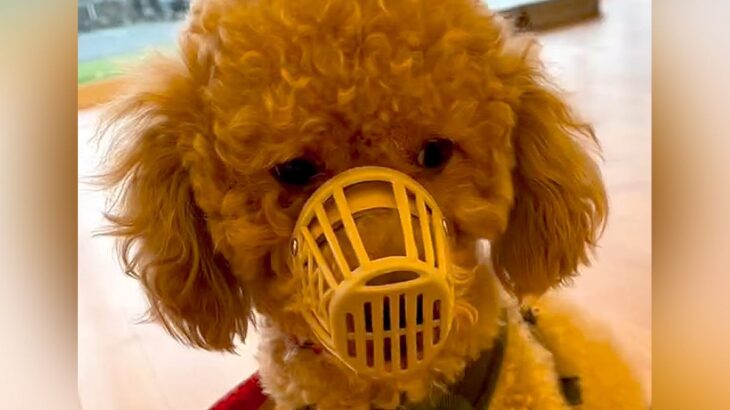 大好きな家族との死別で保護された犬→122日後…当時では考えられなかった『泣ける瞬間』が67万再生「うるうるした」「素敵すぎる」と感動(ブログ)