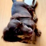 子犬を迎えて6ヶ月→なかなか毛が伸びないので『短毛種』かと思っていたら…1年後の『まるで別犬のような姿』に「わかる」「うちも同じ」の声(ブログ)