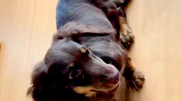 子犬を迎えて6ヶ月→なかなか毛が伸びないので『短毛種』かと思っていたら…1年後の『まるで別犬のような姿』に「わかる」「うちも同じ」の声(ブログ)