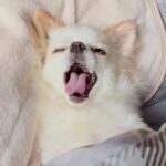 『５年間、犬と同じ布団で寝たら…』まるで人間の子どものような”微笑ましすぎる光景”が97万再生「気持ちいいよねｗ」「わかりみが深い笑」(ブログ)
