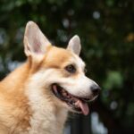 犬の『呼吸』が普段と違うときの原因6つ　考えられる病気の可能性から注意すべき症状まで(ブログ)