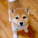 『小さな豆柴を飼った』と思ったら…『まさかの成長』が想像以上にもっちりしていると238万再生「かわいいのに変わりない」「餅柴」と絶賛の声(ブログ)