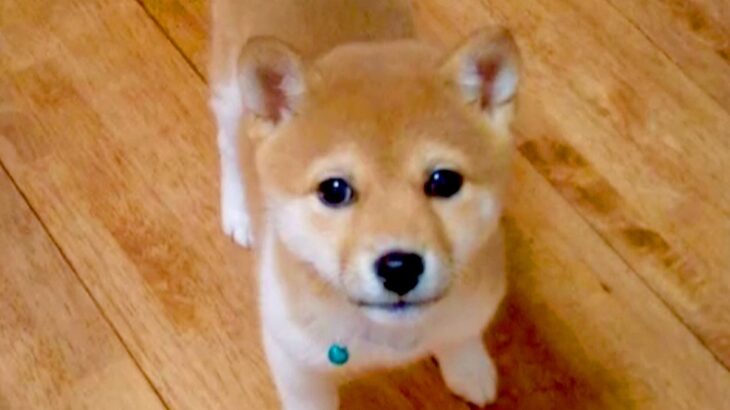 『小さな豆柴を飼った』と思ったら…『まさかの成長』が想像以上にもっちりしていると238万再生「かわいいのに変わりない」「餅柴」と絶賛の声(ブログ)