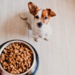 犬の体調不良を招く『ご飯の与え方』5選　良かれと思ってやっている行動が愛犬を苦しめていることも…(ブログ)