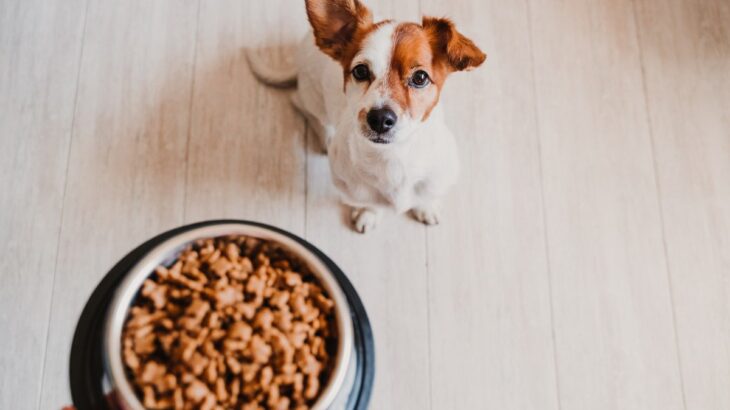 犬の体調不良を招く『ご飯の与え方』5選　良かれと思ってやっている行動が愛犬を苦しめていることも…(ブログ)