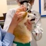 病院に耳掃除をしにきた老犬→声かけしながら処置したら…「言葉分かってるみたい」「今にも喋りそう」文句を言う光景が可愛すぎると167万再生(ブログ)