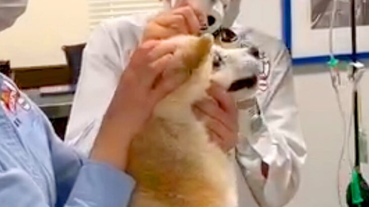 病院に耳掃除をしにきた老犬→声かけしながら処置したら…「言葉分かってるみたい」「今にも喋りそう」文句を言う光景が可愛すぎると167万再生(ブログ)