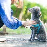 犬と『良い関係』を築くために欠かせないこと3つ　愛犬から信頼を得るために飼い主が注意すべきこととは(ブログ)