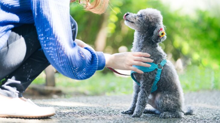 犬と『良い関係』を築くために欠かせないこと3つ　愛犬から信頼を得るために飼い主が注意すべきこととは(ブログ)