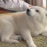 大好きなお母さんが手術に→帰宅した瞬間、犬が…嬉しさのあまり『すすり泣いてしまう光景』に感動「ほんとに健気」「家族愛だね」と26万再生(ブログ)
