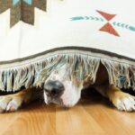 犬が『パニック』を起こした時のNG行為３つ　落ち着かせる方法はある？飼い主が取るべき行動とは(ブログ)
