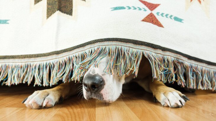 犬が『パニック』を起こした時のNG行為３つ　落ち着かせる方法はある？飼い主が取るべき行動とは(ブログ)