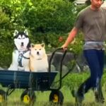 ホームセンターで大きなカートを購入→２匹の犬が『乗りたい』と大興奮して…斬新すぎる『お散歩スタイル』が35万再生「遭遇したいｗ」と絶賛(ブログ)