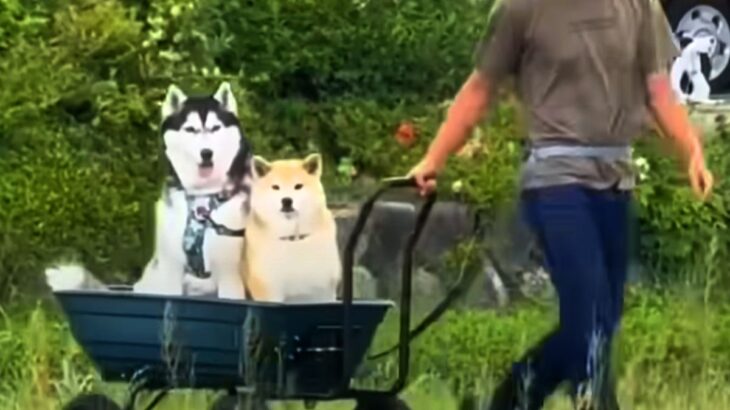 ホームセンターで大きなカートを購入→２匹の犬が『乗りたい』と大興奮して…斬新すぎる『お散歩スタイル』が35万再生「遭遇したいｗ」と絶賛(ブログ)