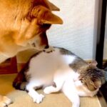 猫に『お気に入りのおもちゃ』を奪われた犬が…小さな子供のような『文句が止まらない光景』が110万再生「微笑ましい」「兄弟喧嘩」と絶賛(ブログ)