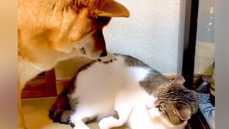 猫に『お気に入りのおもちゃ』を奪われた犬が…小さな子供のような『文句が止まらない光景』が110万再生「微笑ましい」「兄弟喧嘩」と絶賛(ブログ)