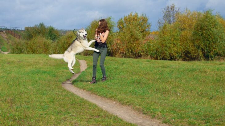 犬が急に『興奮』するのはなぜ？4つの心理から落ち着かせるための対処法まで(ブログ)
