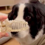 『ヘアクリップをパカパカしてみたら、犬が…』得体のしれないものにビビりまくってしまう光景が19万再生「吹いた」「口角がおもろすぎる」(ブログ)