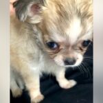 生後２ヶ月のあどけない赤ちゃん犬→すくすく成長した結果…衝撃の『ヤンキーフェイス』になった光景に「アウトロー系で草」「面構えがｗ」と爆笑(ブログ)