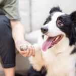 犬の『脳』はどんな仕組みになっている？人間との違いや優れた知能について解説(ブログ)