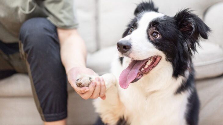 犬の『脳』はどんな仕組みになっている？人間との違いや優れた知能について解説(ブログ)