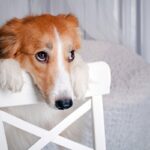 犬に『言ってはいけないNGワード』5選　愛犬を悲しませるネガティブな言葉やかけるべきフレーズまで(ブログ)